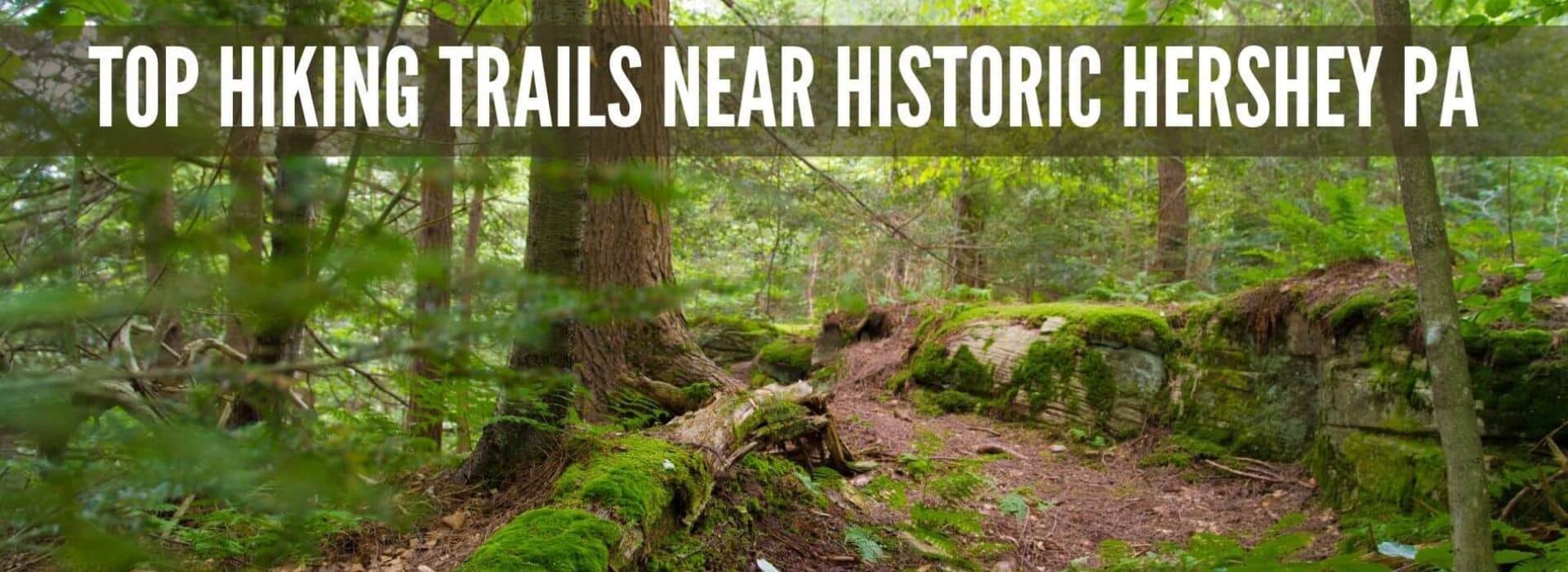 Hiking path surrounded by lush green trees