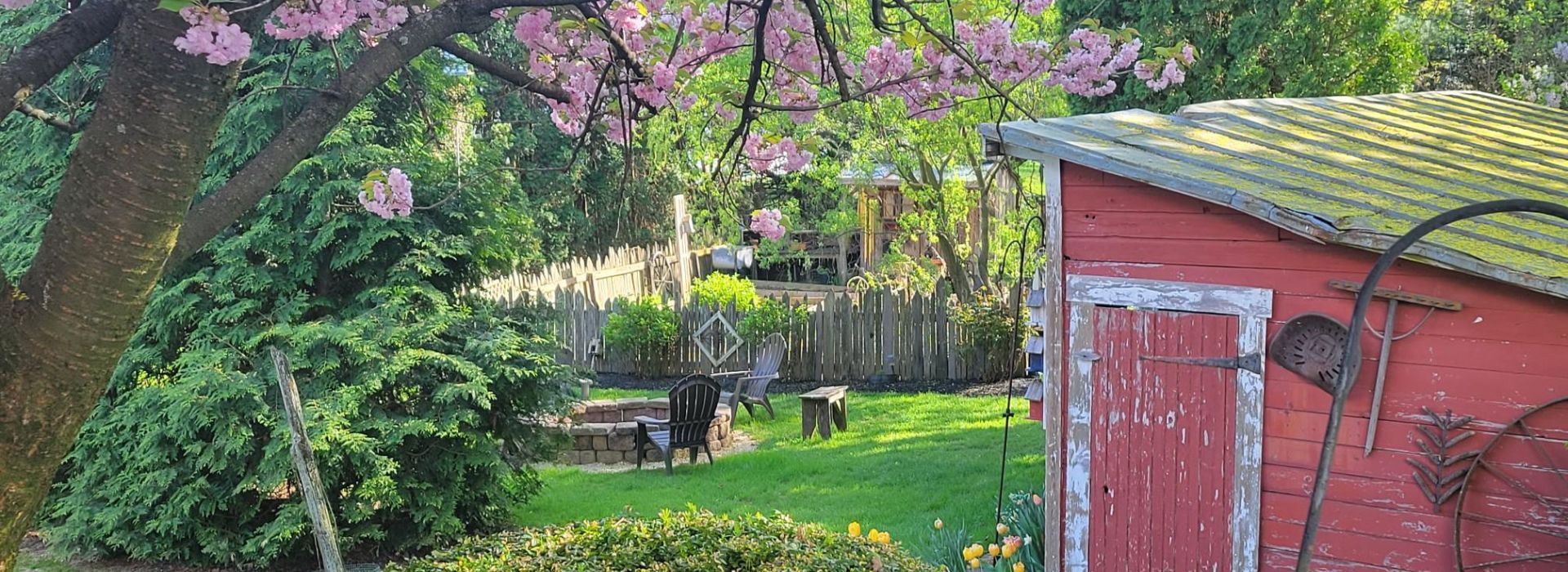 fenced in garden and fire pit with chairs with a red shed and pink blossoms of a cherry tree in the foreground.