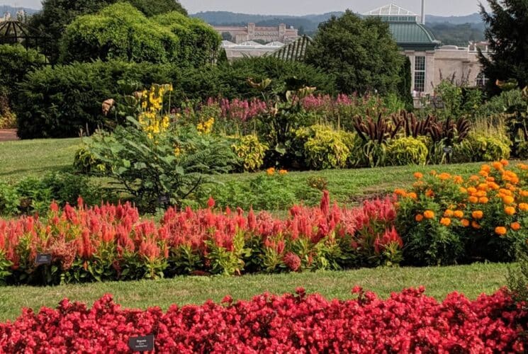 Large garden area with rows of red, pink, and yellow flowers