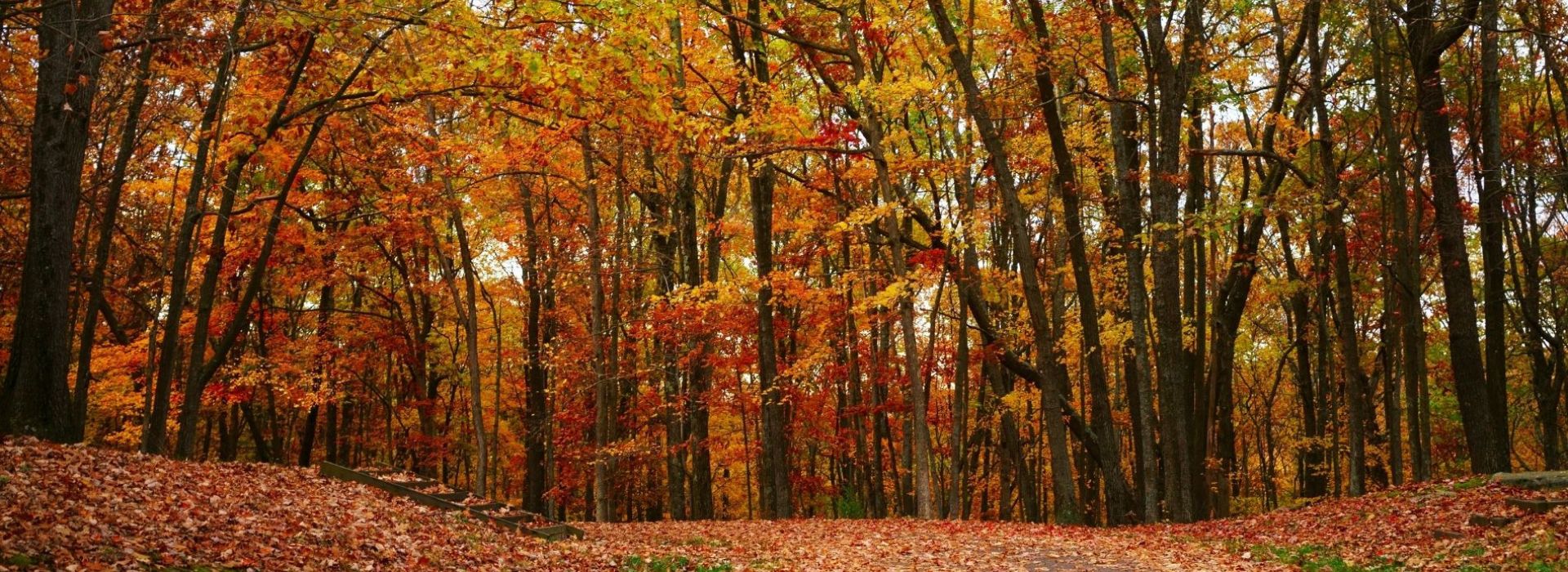 Gorgeous trees in the fall with leaves colored yellow, orange and red.