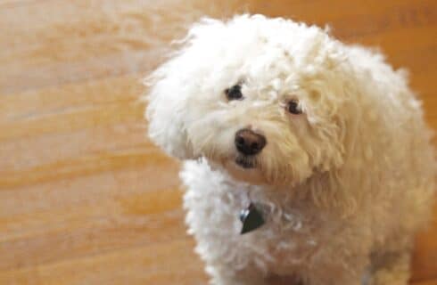 A small white fluffy dog sitting on a hardwood floor.